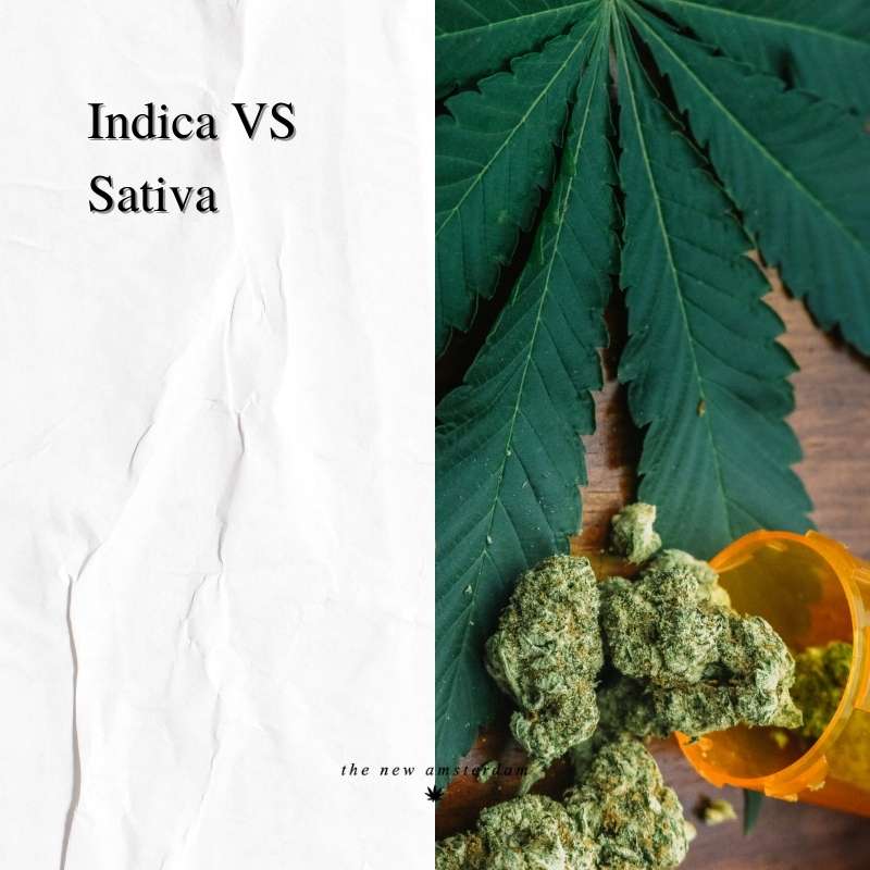 Indica vs Sativa - The New Amsterdam