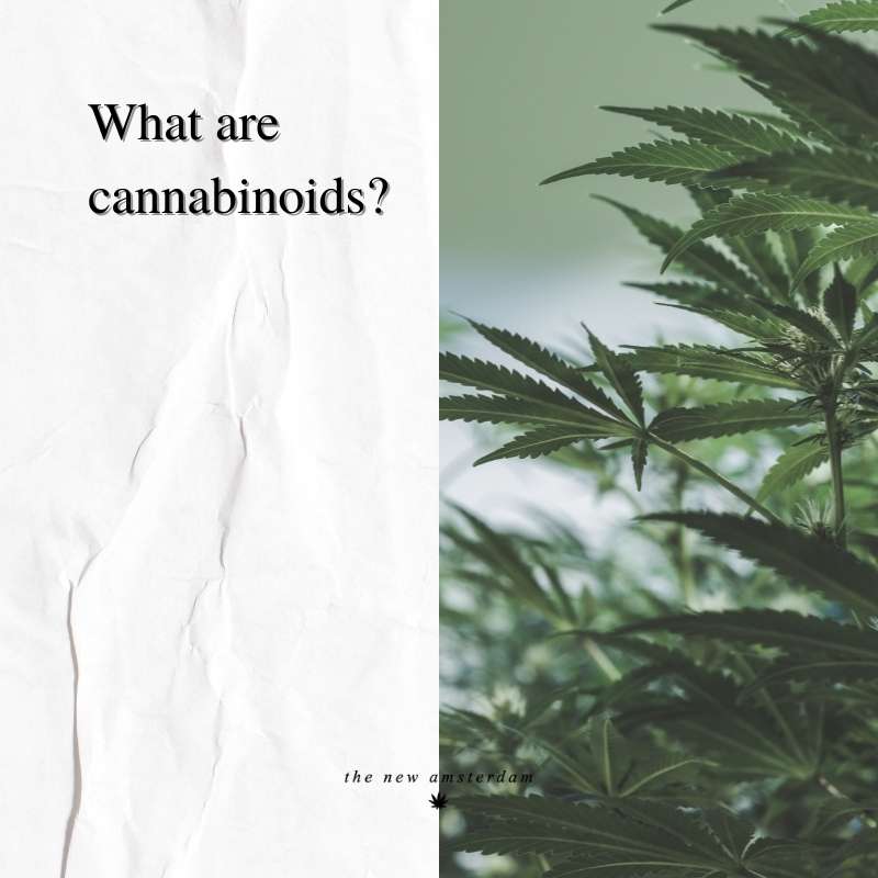 What are cannabinoids - The New Amsterdam