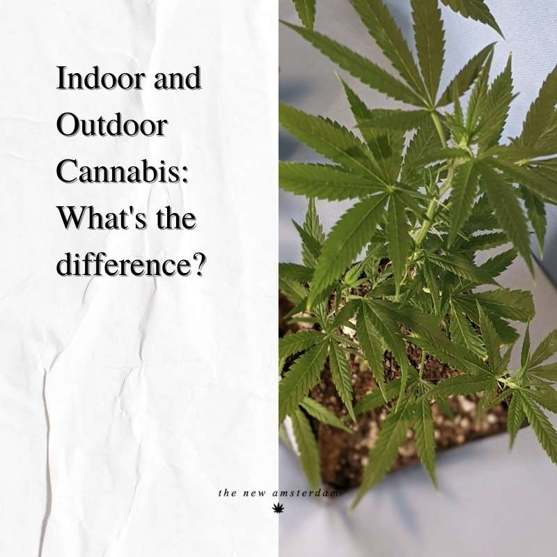 Indoor and Outdoor Cannabis - What's the differance - The New Amsterdam