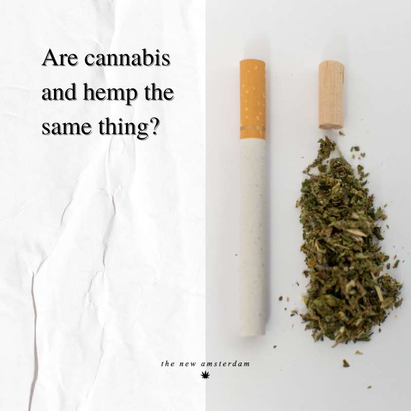 Are cannabis and hemp the same thing - The New Amsterdam