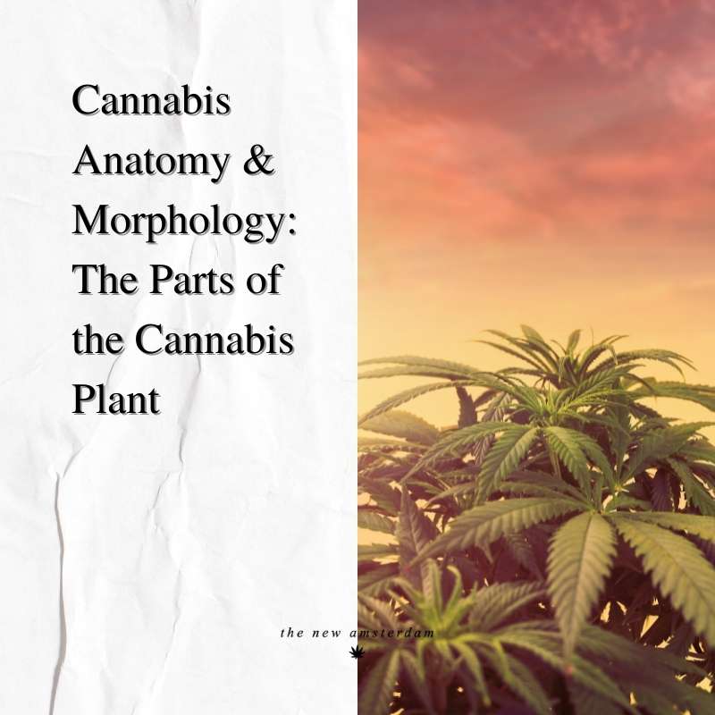 Cannabis anatomy and morphology - The parts of the cannabis plants - The New Amsterdam