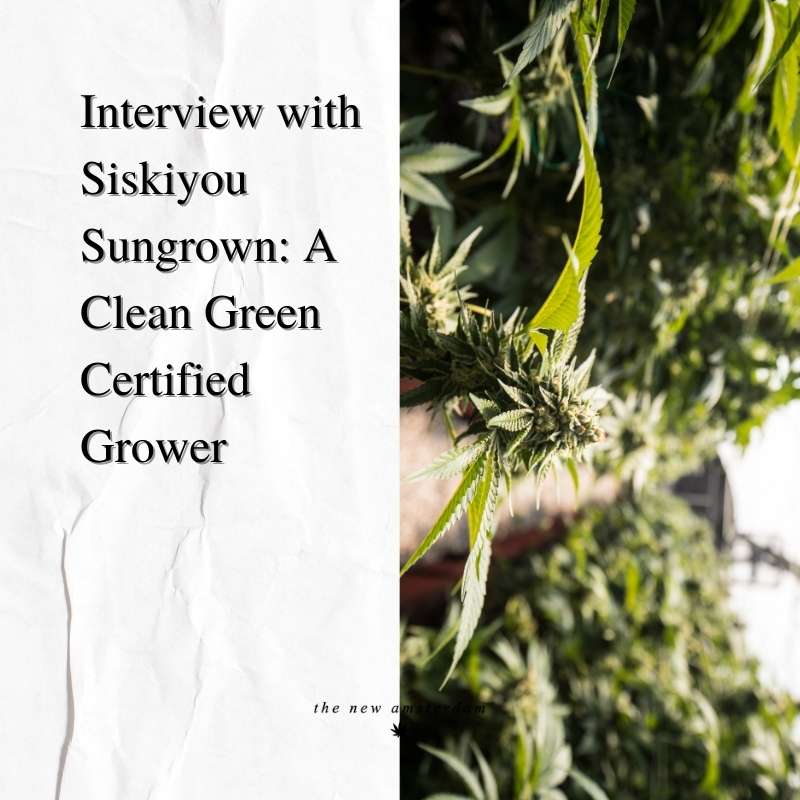 Interview with Siskiyou Sungrown - A clean green certified grower - The New Amsterdam