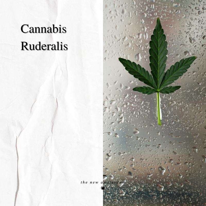 23 - Cannabis Ruderalis - The New Amsterdam