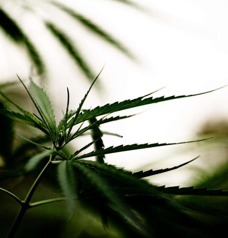 Memorial Day Reflections Supporting Our Cannabis Community