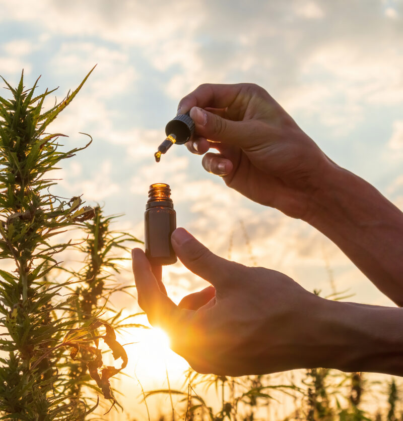 Top 5 Summer Cannabis Picks from The New Amsterdam