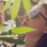 summer cannabis strains